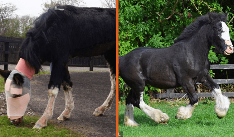 Acid Attack Pony, das die „weltweit erste“ Operation erhielt, wurde zum Rettungstier des Jahres ernannt