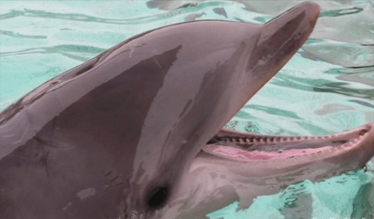 Ertrinkender Hund von Delfinen gerettet