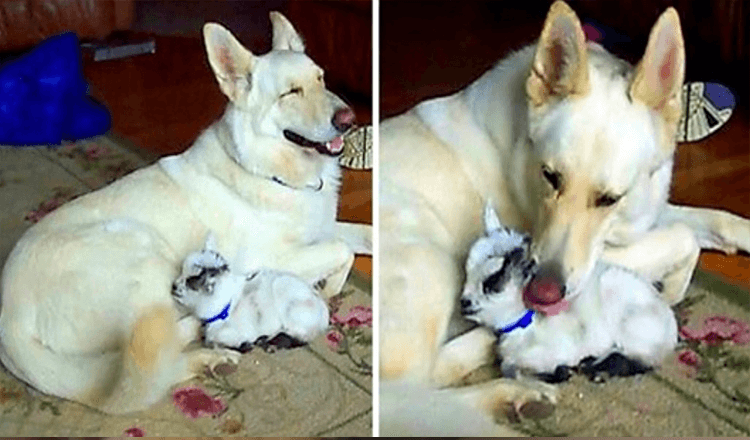 Weißer Deutscher Schäferhund adoptiert Zwergziege und kuschelt sie wie ihren eigenen Welpen