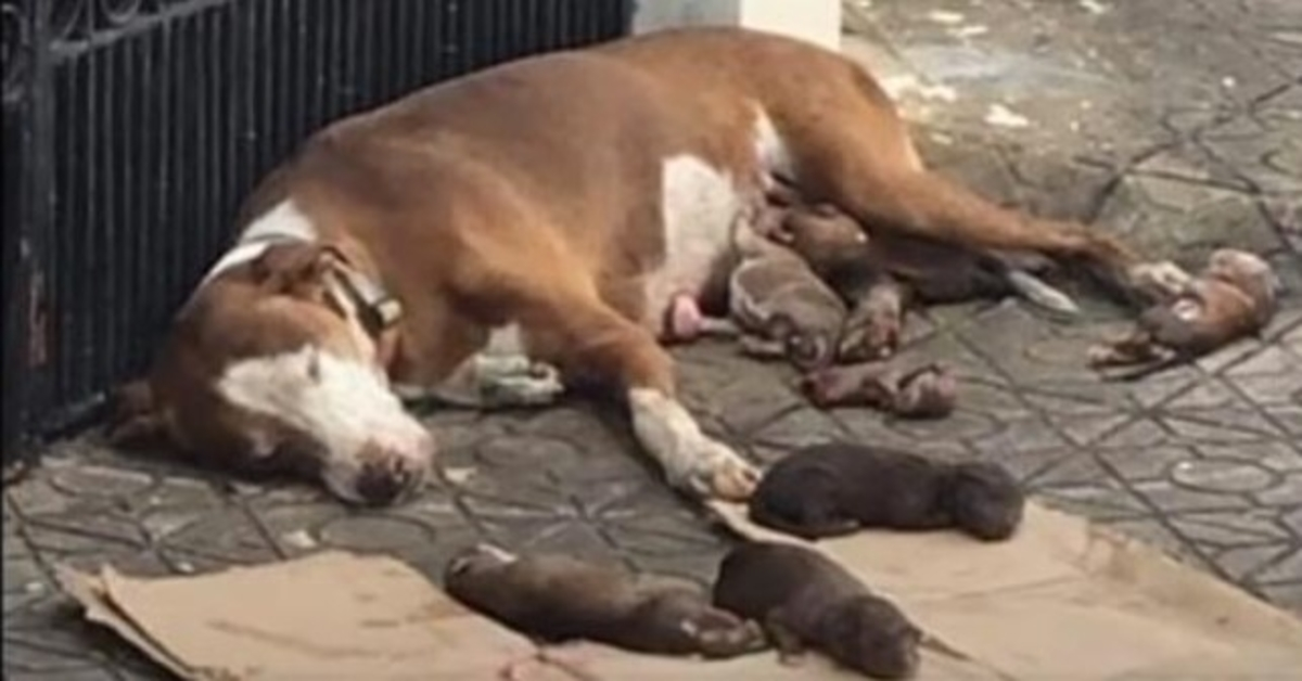 Hungernde Hundemama und ihre unterernährten Neugeborenen wurden gerade noch rechtzeitig gerettet