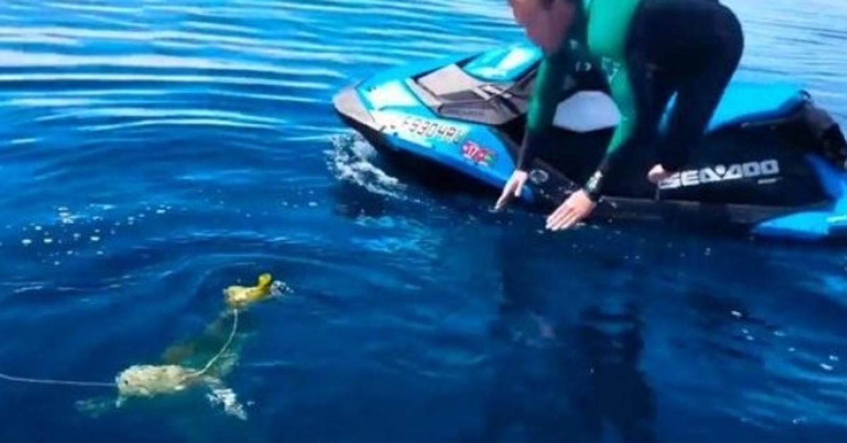Männer sehen „Ballon“ im Ozean, erkennen aber, dass es sich um ein armes Geschöpf handelt, das um sein Leben kämpft