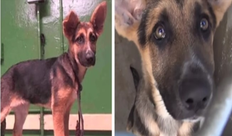 3 Monate alter Deutscher Schäferhund, der im Tierheim ausgesetzt wurde, weint, als die Familie sie verlässt