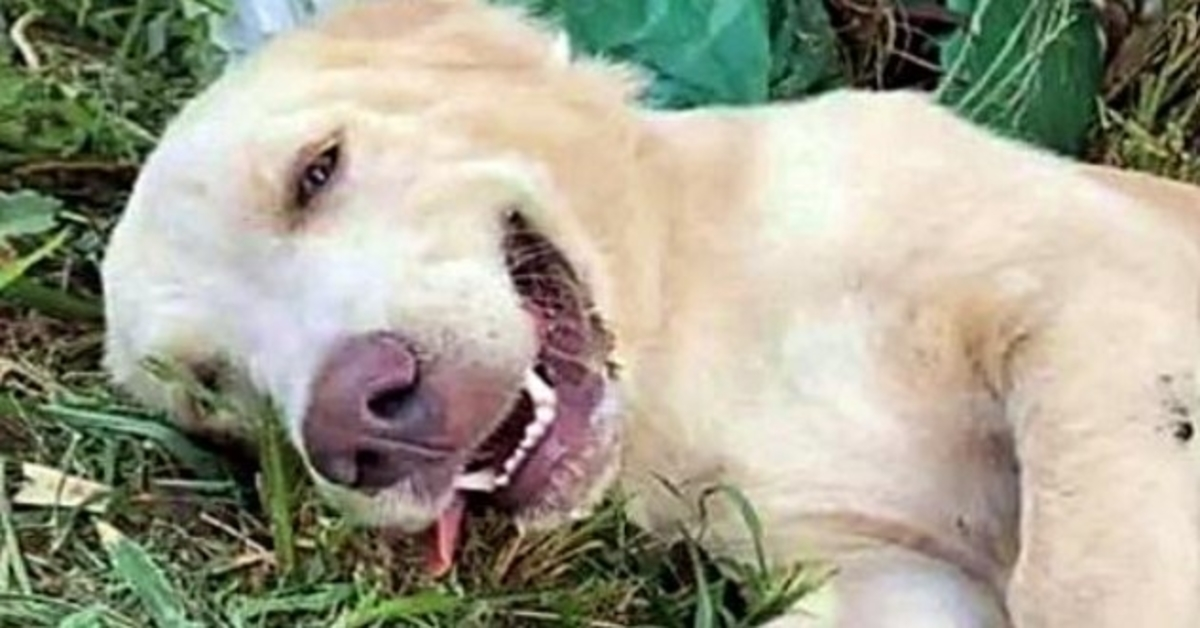 Mann kämpft darum, seinen Hund zurückzubekommen, nachdem das Tierheim ihn in eine andere Familie adoptiert hat