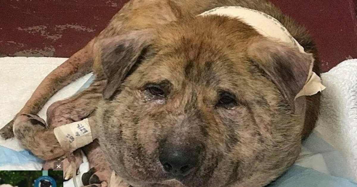 Hund mit Schnürsenkel im Nacken ging ein Jahr lang durch die Straßen, bevor Hilfe eintraf