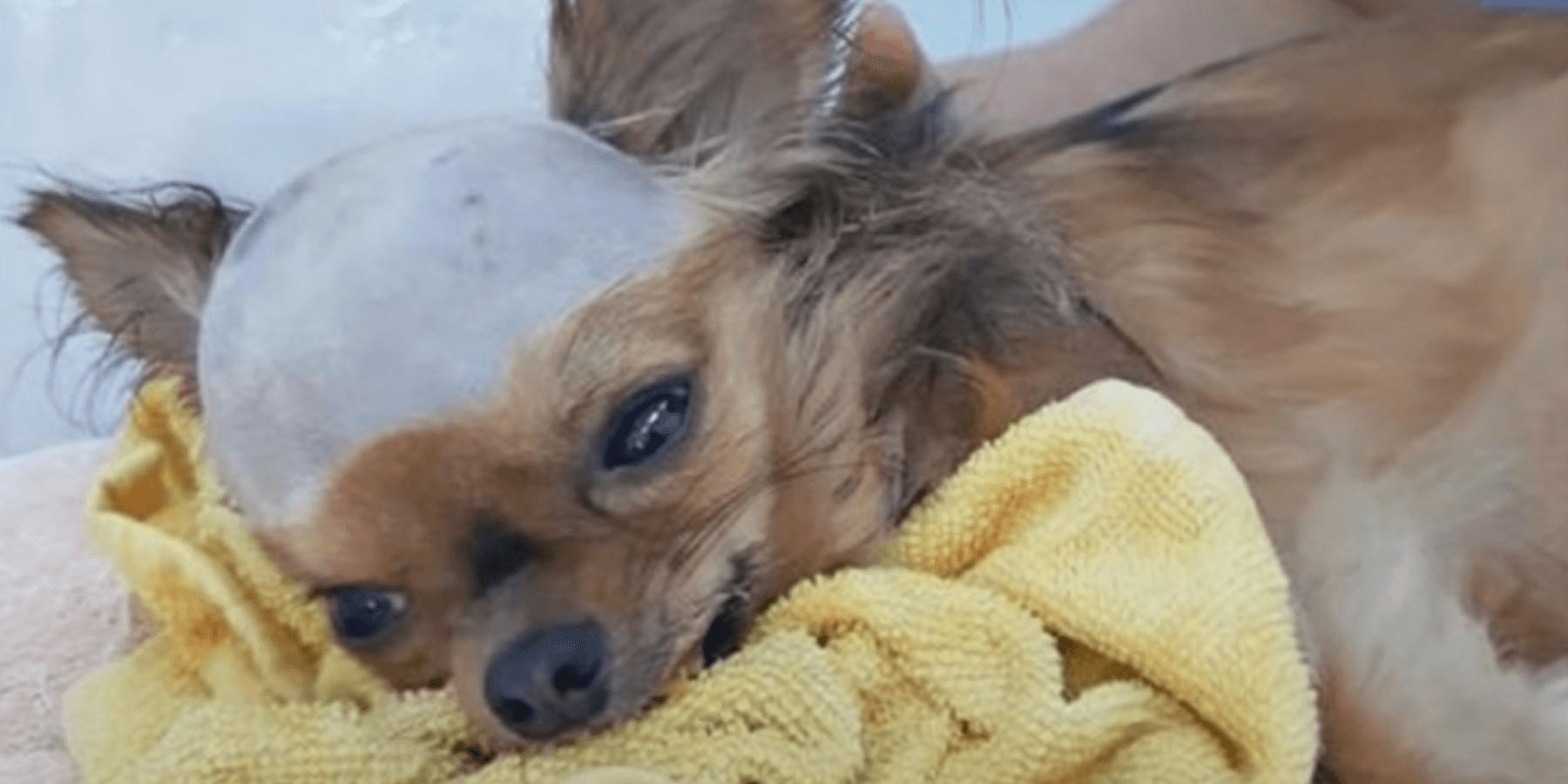 Zerschmetterter Hund mit Schlag am Kopf will weiterleben, obwohl sein Körper versagt