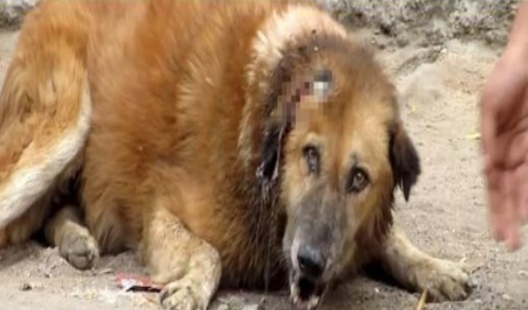 Älterer Hund lag tagelang da und schrie um Hilfe, aber niemand meldete sich, um ihm zu helfen