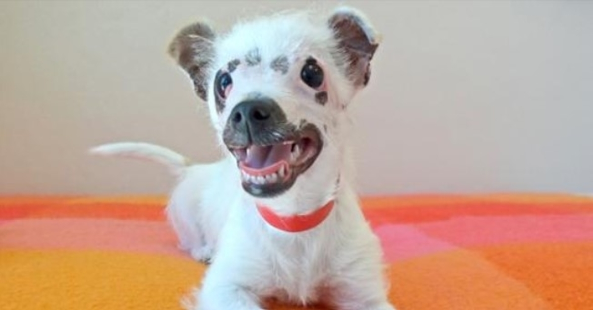 „Ungewöhnlich aussehender“ Welpe, der von einer Familie adoptiert wurde, die sich nicht um ihre Narben kümmerte