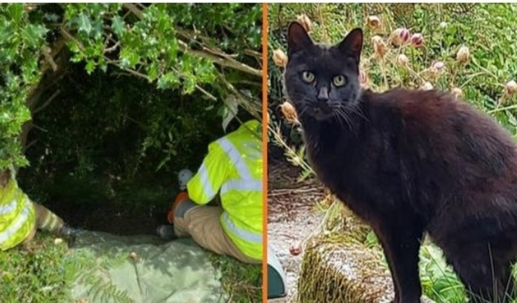Das Miauen einer Katze führt die Polizei zu einer vermissten 83-jährigen Frau, die in eine Schlucht gestürzt ist