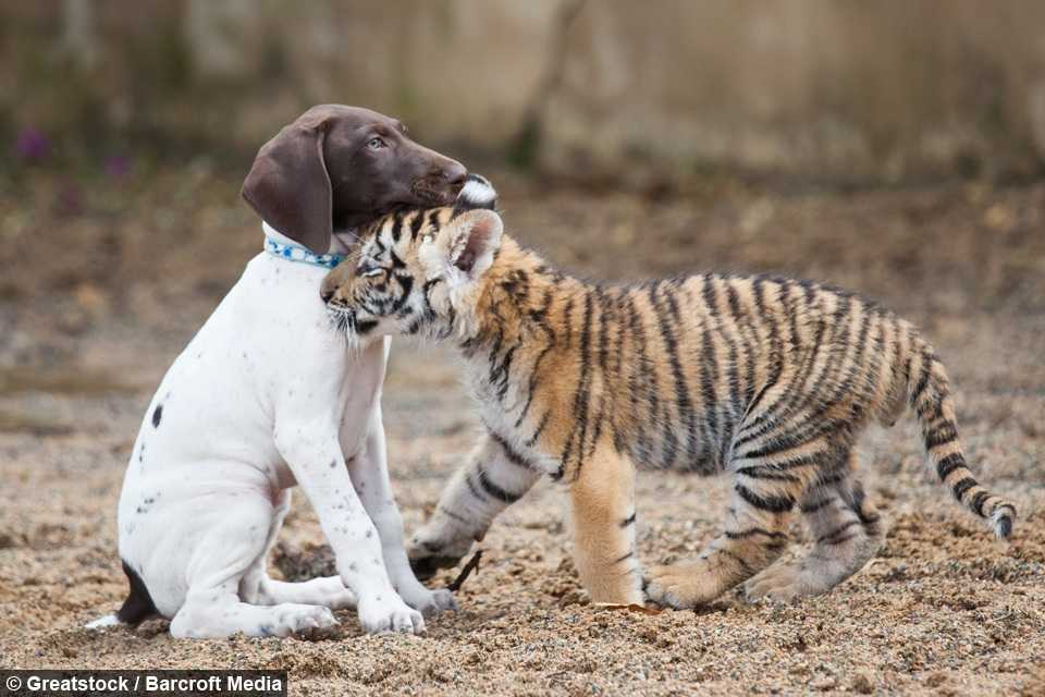Von seiner Mutter verstoßenes Tigerjunges findet in einem Welpen einen besten Freund