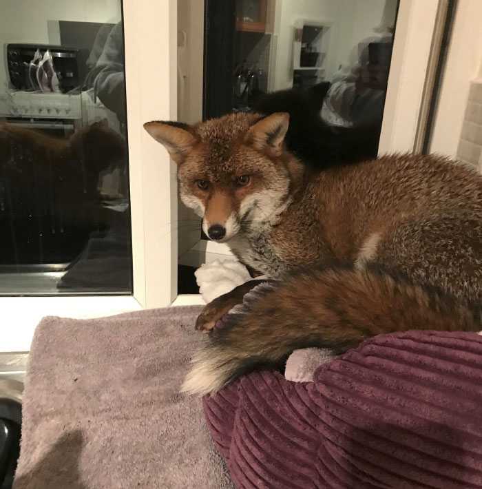 Frau findet einen wilden Fuchs, der auf dem Bett ihrer Katze schläft, und dieser weigert sich zu gehen