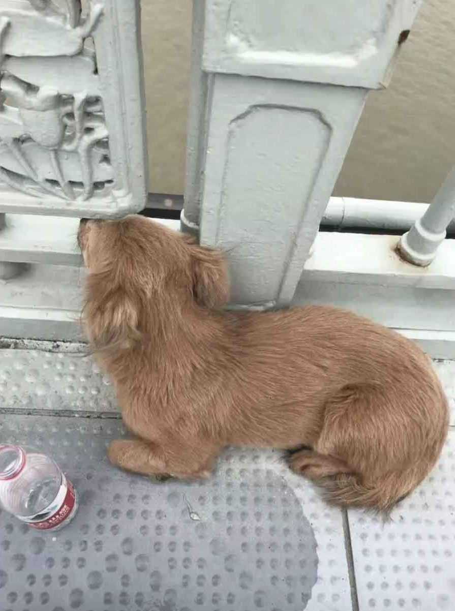 Treuer Hund wartet vier Tage lang auf Brücke, nachdem er beobachtet hat, wie sein Besitzer sich das Leben nahm