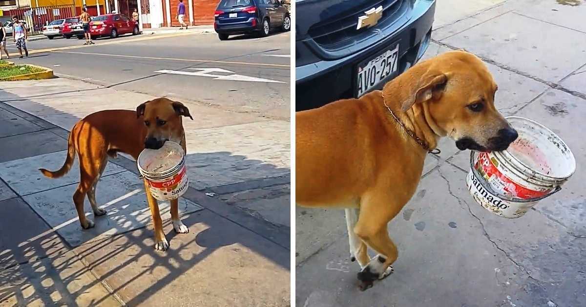Durstiger streunender Hund hebt Eimer auf, leert ihn und bittet Menschen um Wasser
