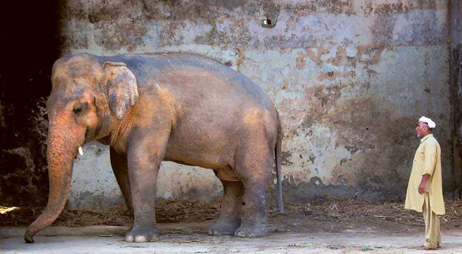 Warum die US-Sängerin Cher den Elefanten Kavaan aus dem pakistanischen Zoo befreit hat