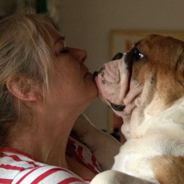 Frau streicht Zaun für neugierige Bulldogge – Passanten finden es urkomisch