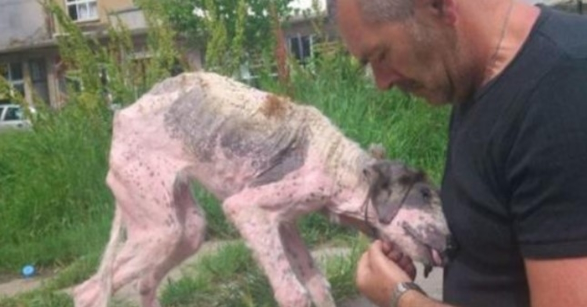 Mann unternimmt letzte Anstrengung, um einen Straßenhund am Rande des Todes zu retten