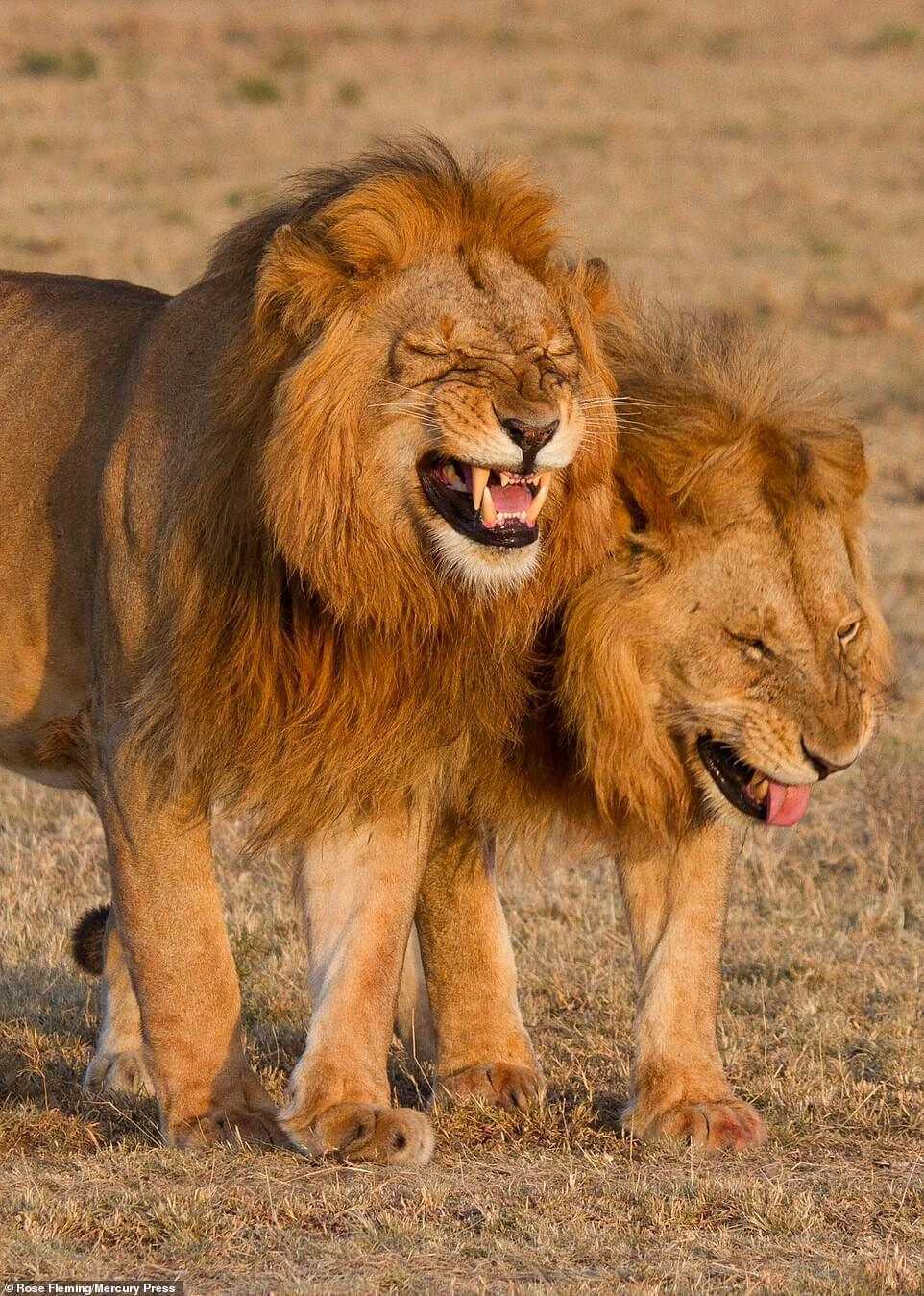 Löwen-Duo kichernd vor der Kamera im Masai Mara Nationalpark, Kenia, festgehalten