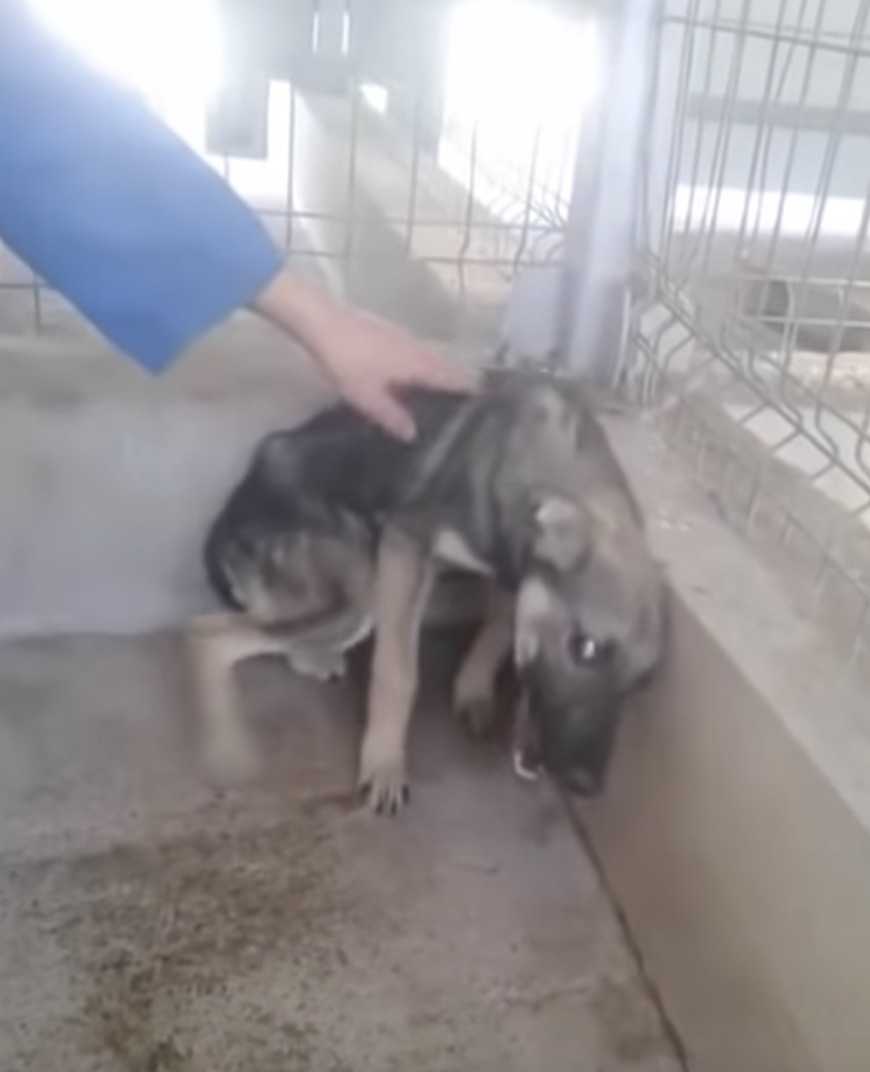 Misshandelter Hund wird zum ersten Mal gestreichelt. Sie weint vor Freude, wenn eine Frau sie berührt