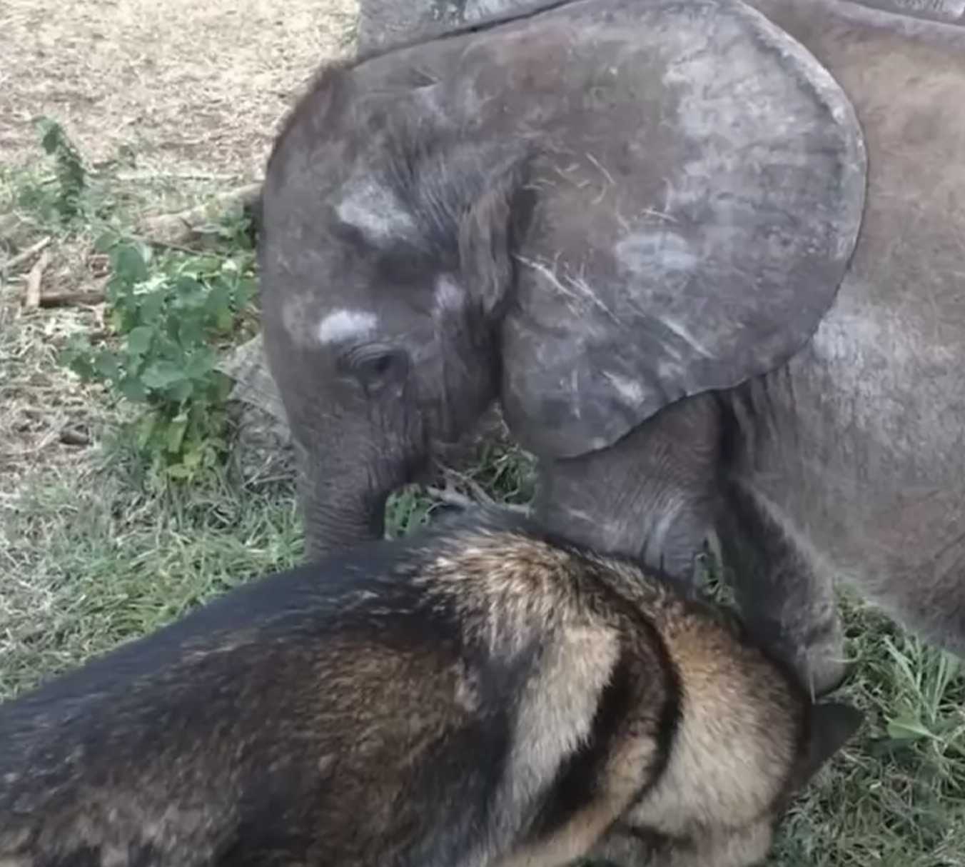Ein verlassenes Elefantenbaby, das wegen Krankheit aus der Herde geworfen wurde, trifft auf einen Hund, der alles verändert
