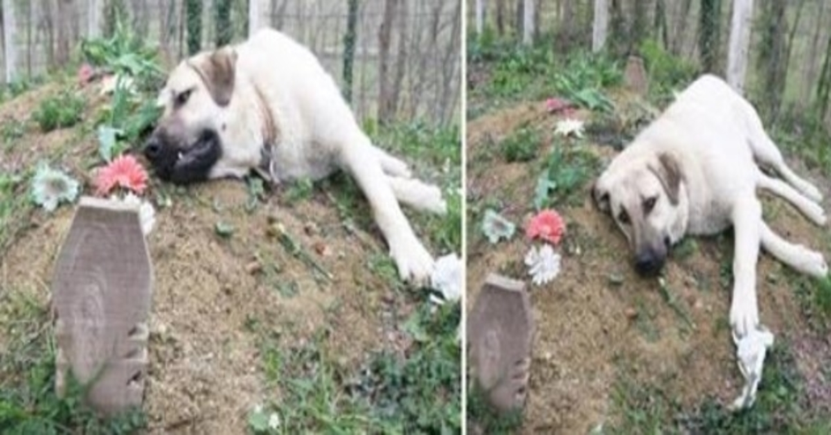 Dieser Hund mit gebrochenem Herzen lief jeden Tag von zu Hause weg, um das Grab seines toten Besitzers zu besuchen