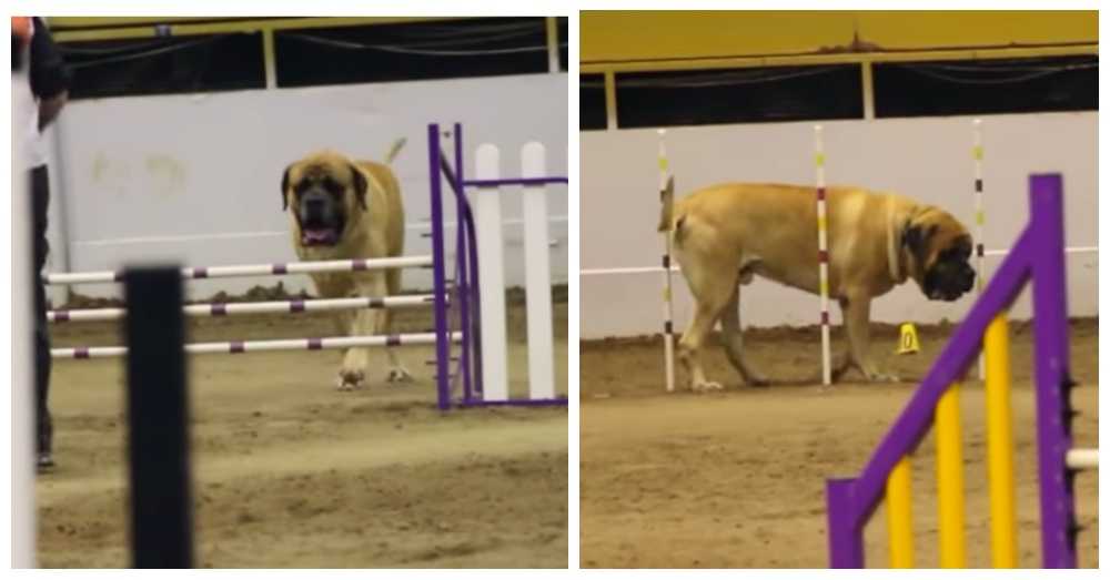 Englischer Mastiff schließt Agility-Kurs in Rekordzeit ab