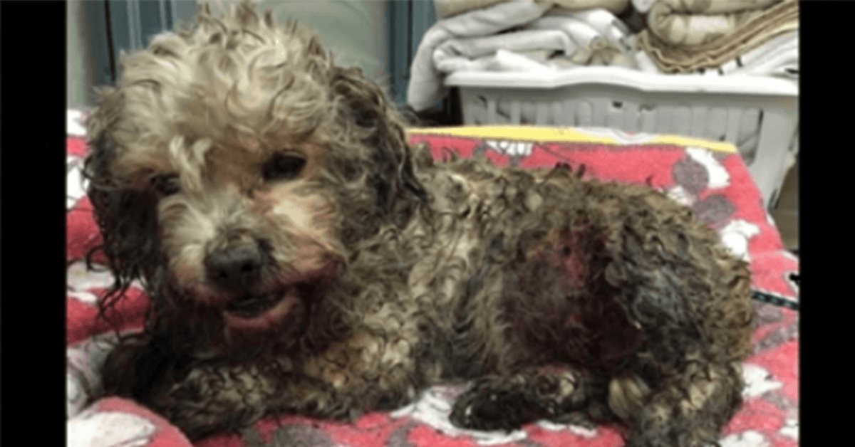 Kleiner Hund wird von zwei größeren Hunden brutal misshandelt, aber der Tierarzt lässt ihn nicht einschläfern