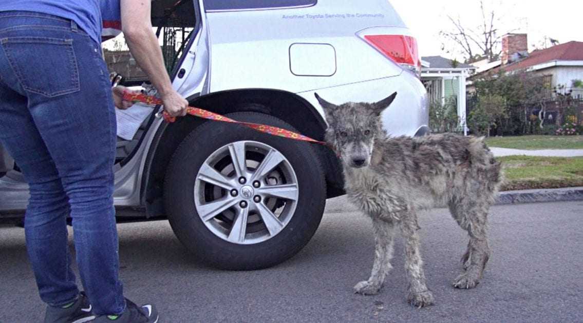 Sie retteten einen vernachlässigten Hund, aber es war kein Hund