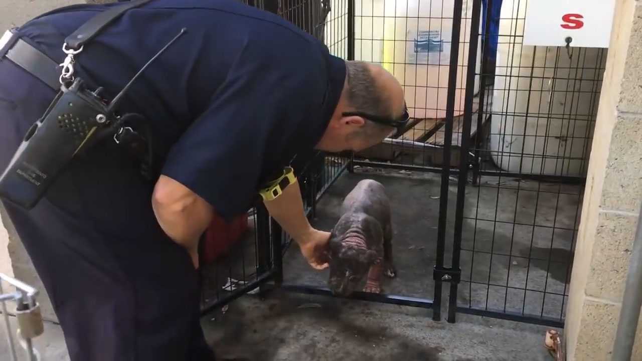 Ein kleiner depressiver Pitbull-Welpe im Tierheim findet Glück, nachdem er von dem Feuerwehrmann adoptiert wurde, der sie gerettet hat