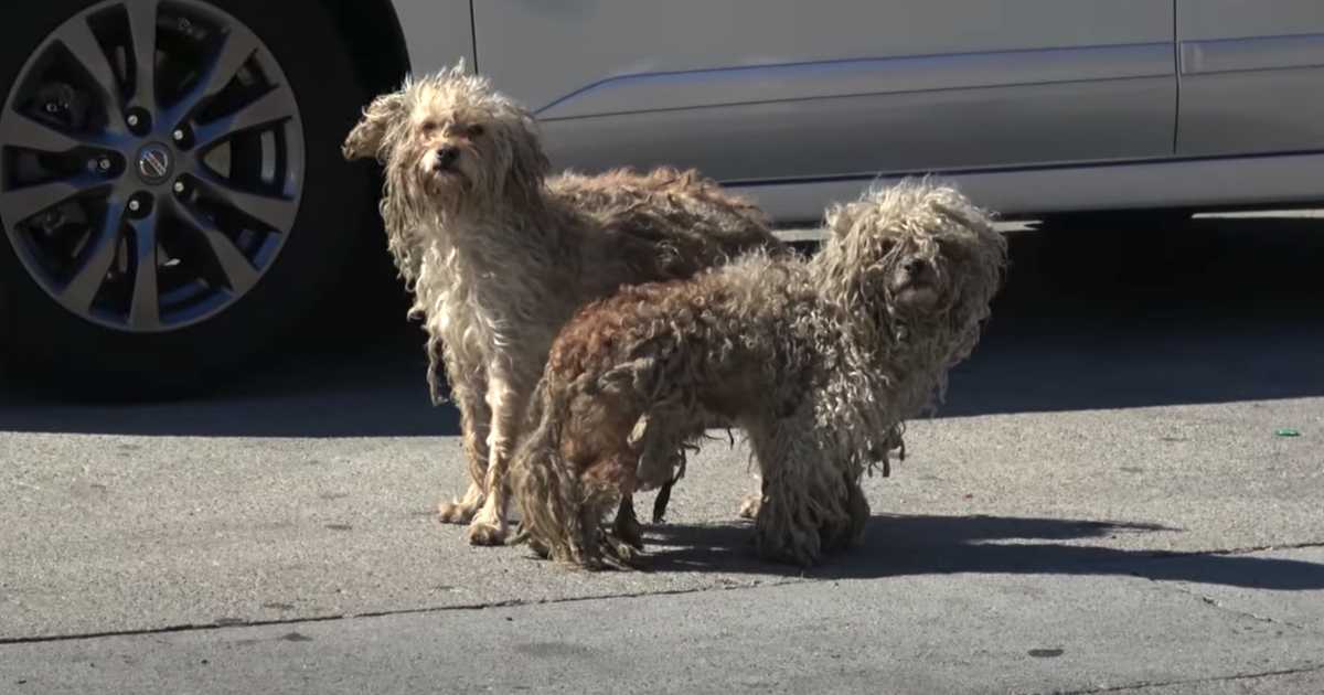 Zwei obdachlose Hunde hatten einander nur hier draußen auf den gemeinen Straßen