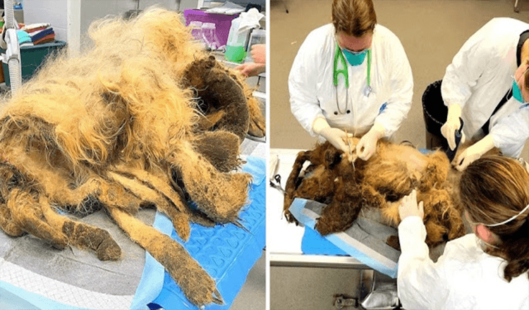 Älterer Hund leidet unter schwerer Vernachlässigung nach dem Tod des Besitzers und wurde mit 9 Pfund Fell gefunden