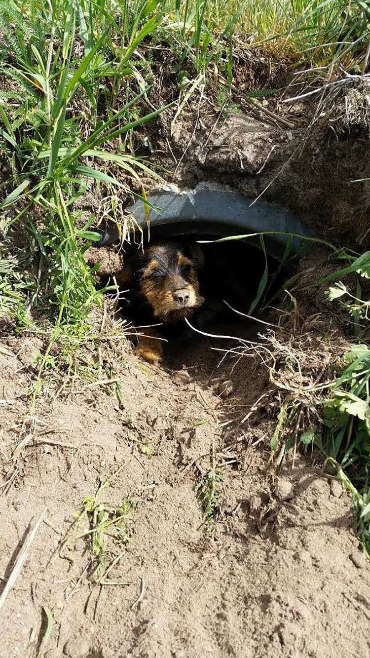 Dieser Hund mit gebrochenen Beinen lebte allein in einem Graben