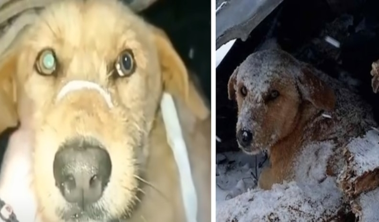 Hund, der erschossen wurde, saß zitternd ganz allein im kalten Schnee