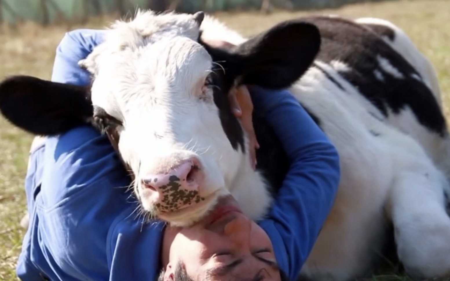 Kalb wurde vor seiner Schlachtung missbraucht, Mann zeigte ihm Liebe mit einem Kuscheln