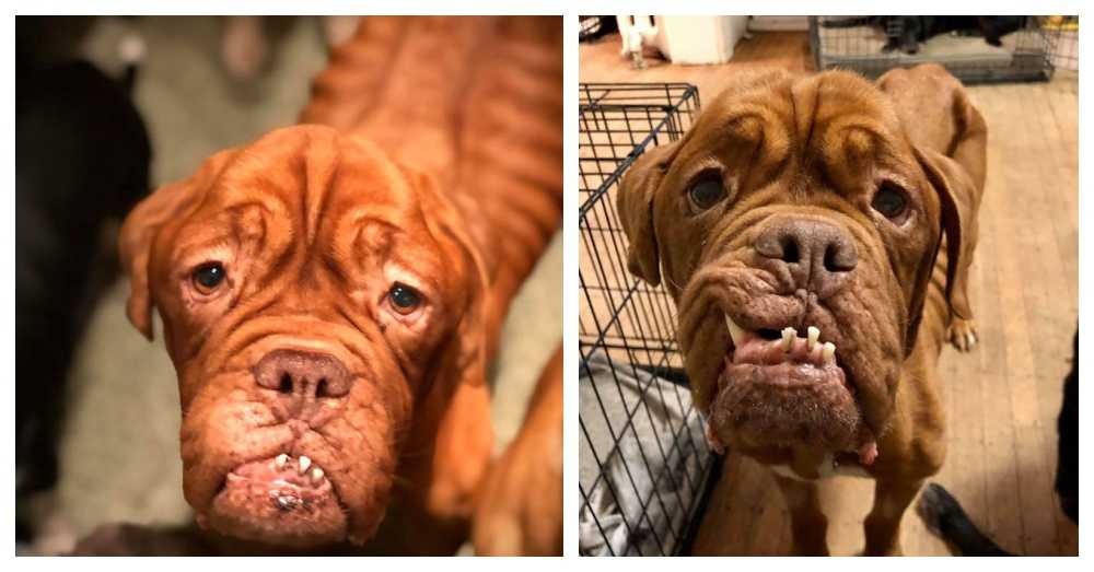 Französischer Mastiff mit unheilbarem Krebs findet endlich ein liebevolles Zuhause, um den Rest ihrer Tage zu verbringen