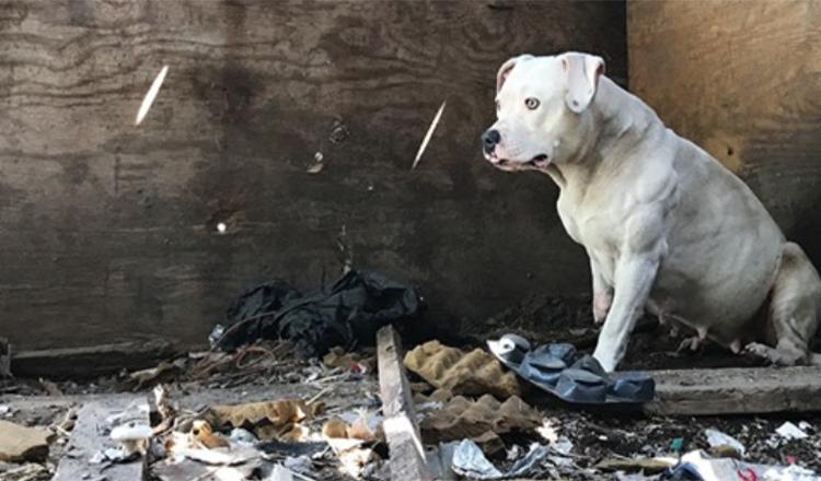 Hund, der angekettet wurde, nachdem sein Besitzer ermordet wurde, ist endlich frei von Albträumen