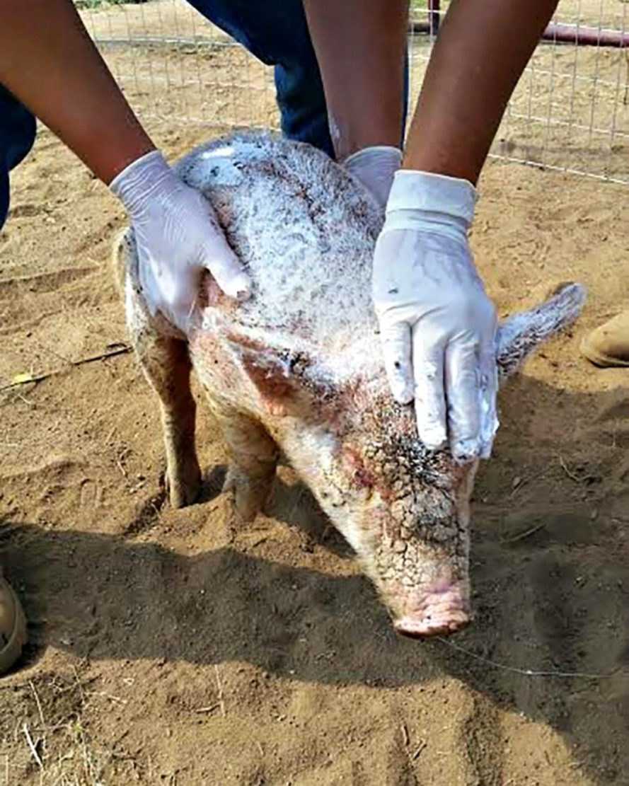 Misshandeltes Ferkel, das im Tierheim niedergeworfen wurde, hat eine übernatürliche Verwandlung