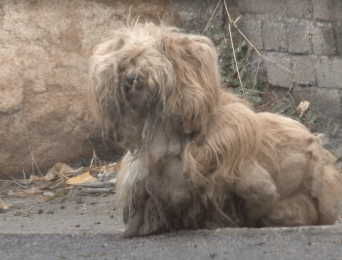 Verfilzter Hund starrt seit zwei Jahren unablässig Autos an und hofft, dass sein Besitzer zurückkommt