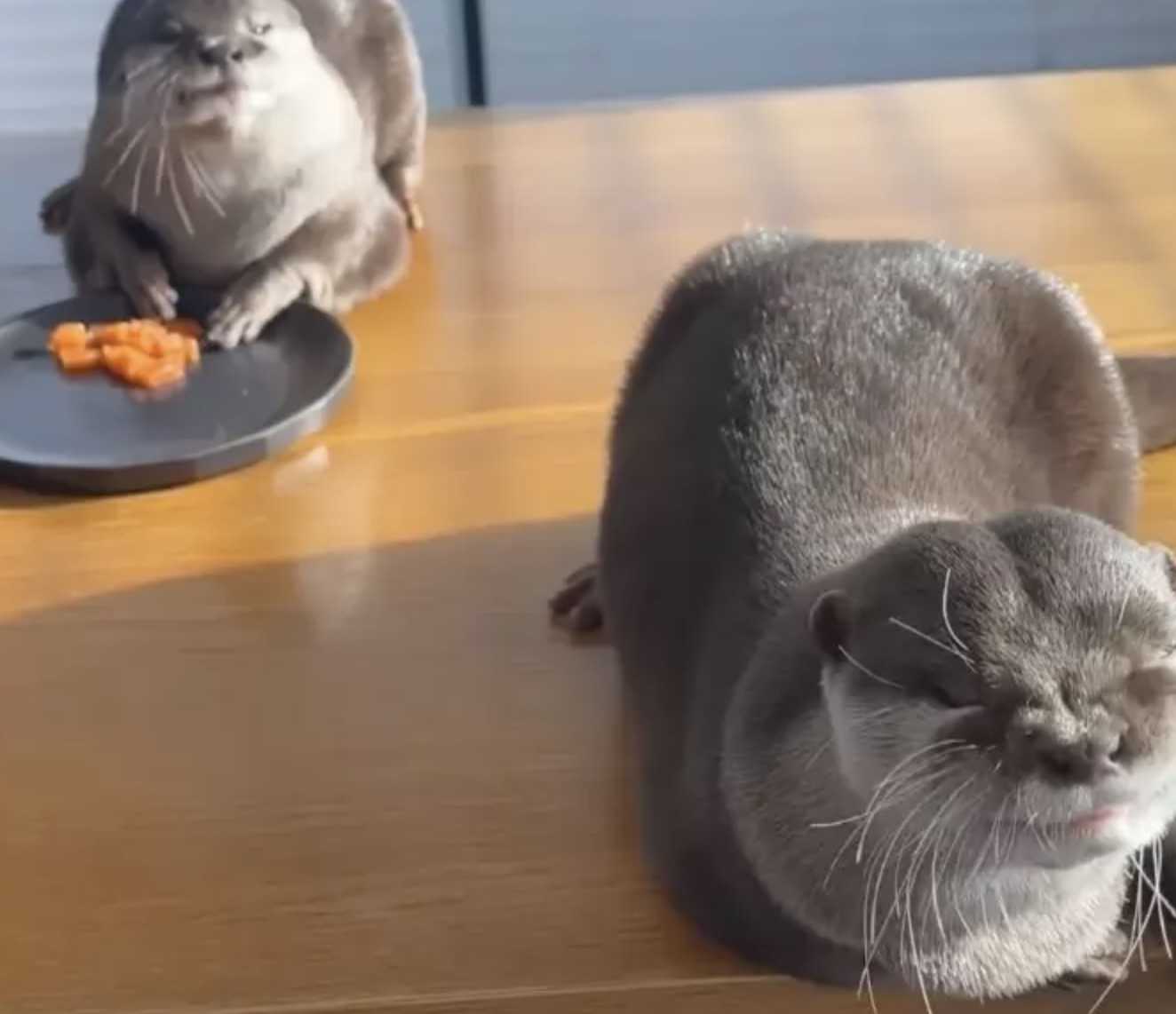 Molliger Otter auf Diät bekommt zum Cheat Day eine Leckerei mit Lachs und das ist das Süßeste