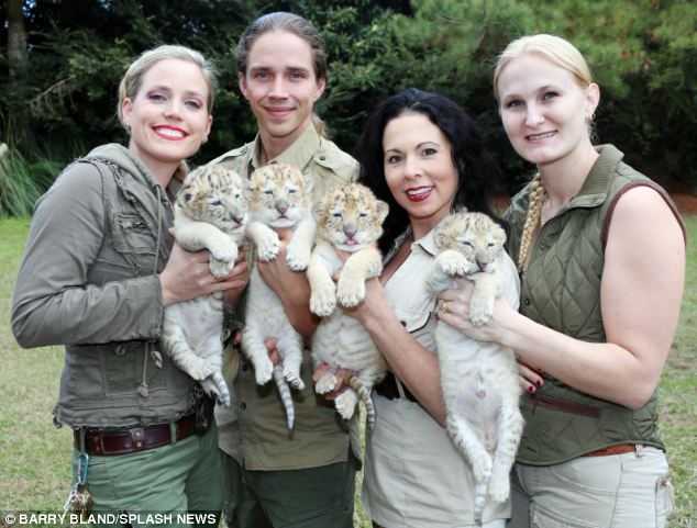 Weißer Löwe und weißer Tiger haben zusammen Babys bekommen und sie sind die bezauberndsten Wesen der Welt