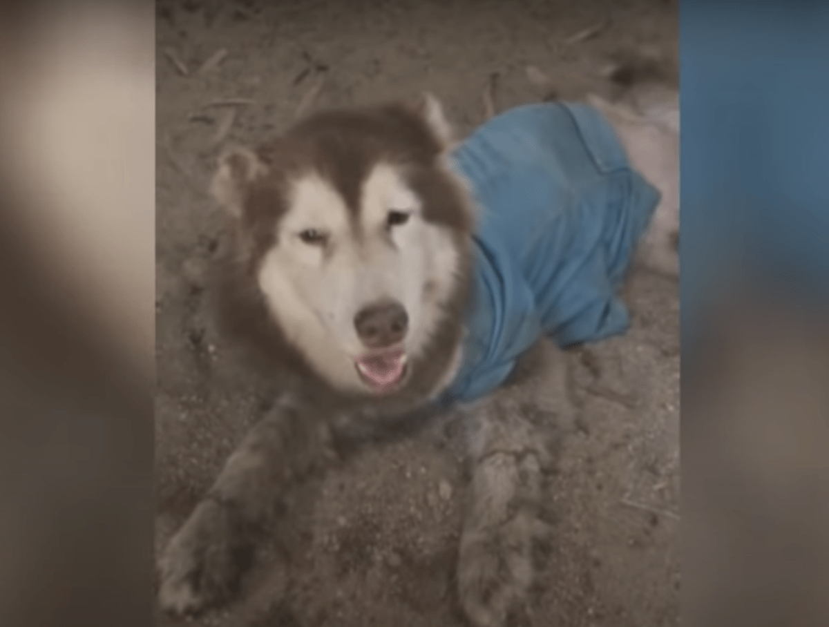 Husky mit verstümmelten Beinen lächelt und wedelt, damit sie nicht wieder an ihm vorbeigehen