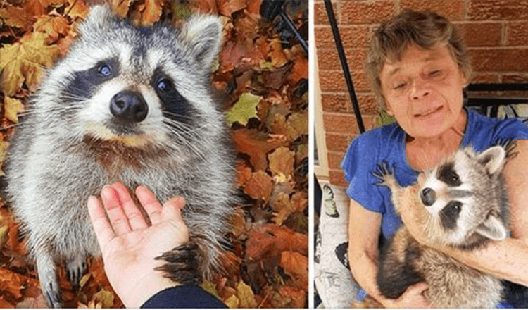 Waschbär kommt immer noch zurück, um die Frau zu besuchen, die ihn drei Jahre später gerettet hat