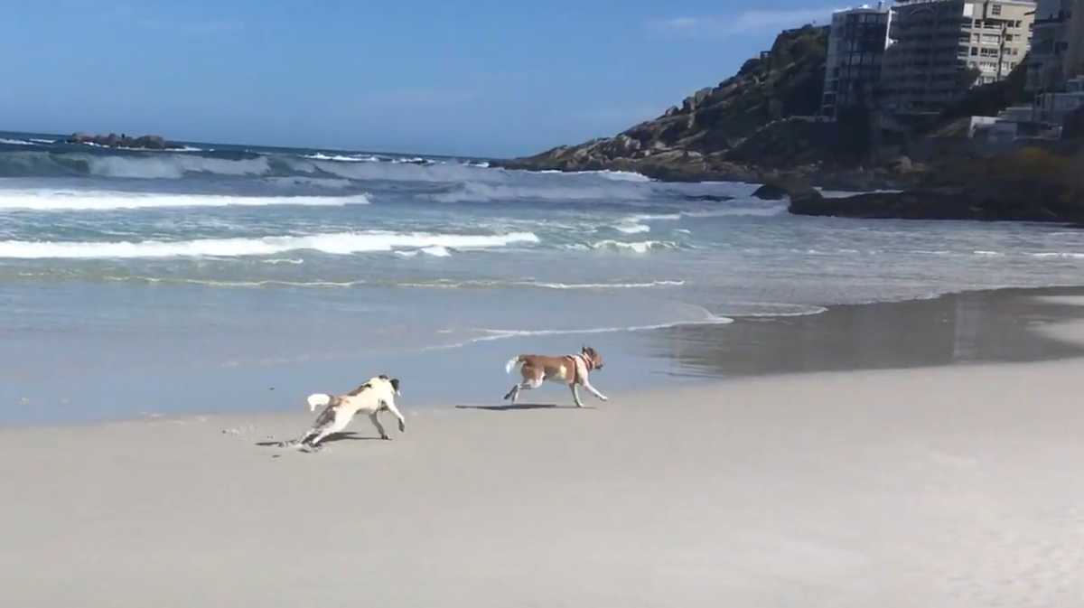 Hunde wurden zwei Jahre lang an einen Baumstamm gebunden, als ein Nagel von oben auftauchte