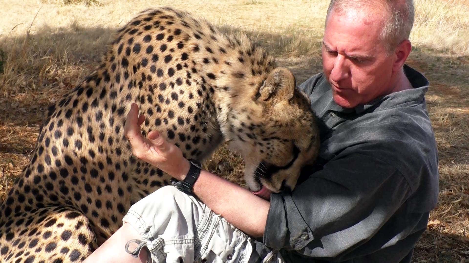 Gepard sieht Naturfotograf unter einem Baum ein Nickerchen machen und beschließt, sich ihm anzuschließen und auch ein Nickerchen zu machen