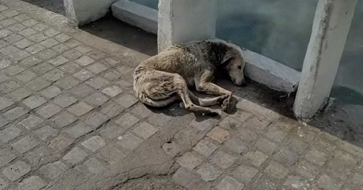 Hund mit Halswunde legt sich zum Sterben hin, aber Hilfe ist unterwegs