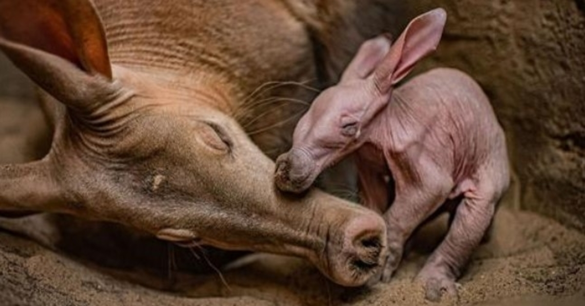 Chester Zoo „überglücklich“, als er die Geburt seines allerersten Erdferkels feiert