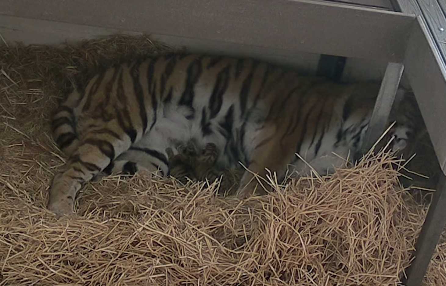 Tiger bringt nach 104-tägiger Schwangerschaft im Zoo von Toronto drei Junge zur Welt: Sie ist eine vorbildliche Mutter