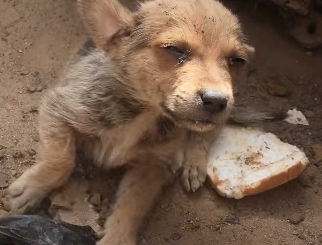 Vergessener Welpe, dessen Geschwister adoptiert wurden, versucht, in der Verschwendung für sich selbst zu sorgen