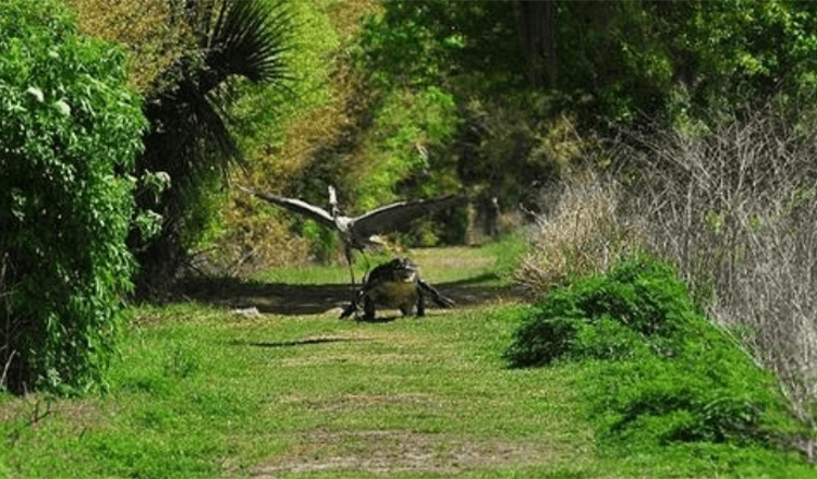 Das ist mein Baby! Der freche Reiher wird von einer wütenden Alligatormutter gejagt, nachdem sie ihr Junges aus ihrem Nest geklaut hat