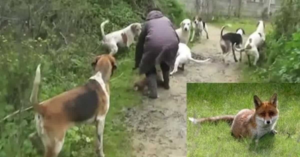 Eine mutige Frau riskiert ihr Leben, um den kleinen Fuchs vor grausamen Menschen zu retten