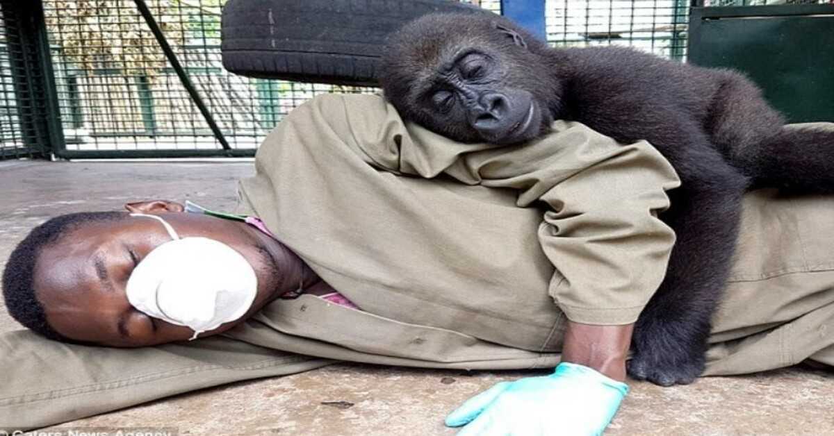Verwaister Gorilla verlangt nach seiner Rettung, von seinem Betreuer gestreichelt zu werden