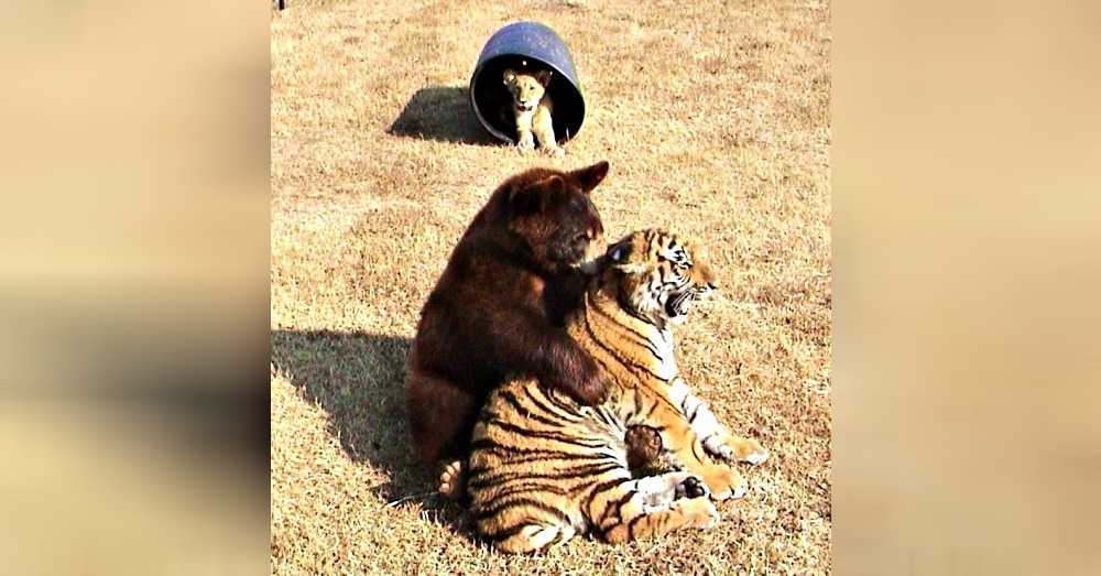 Löwe, Tiger und Bär werden lebenslange Freunde, nachdem sie als Junge gerettet wurden.